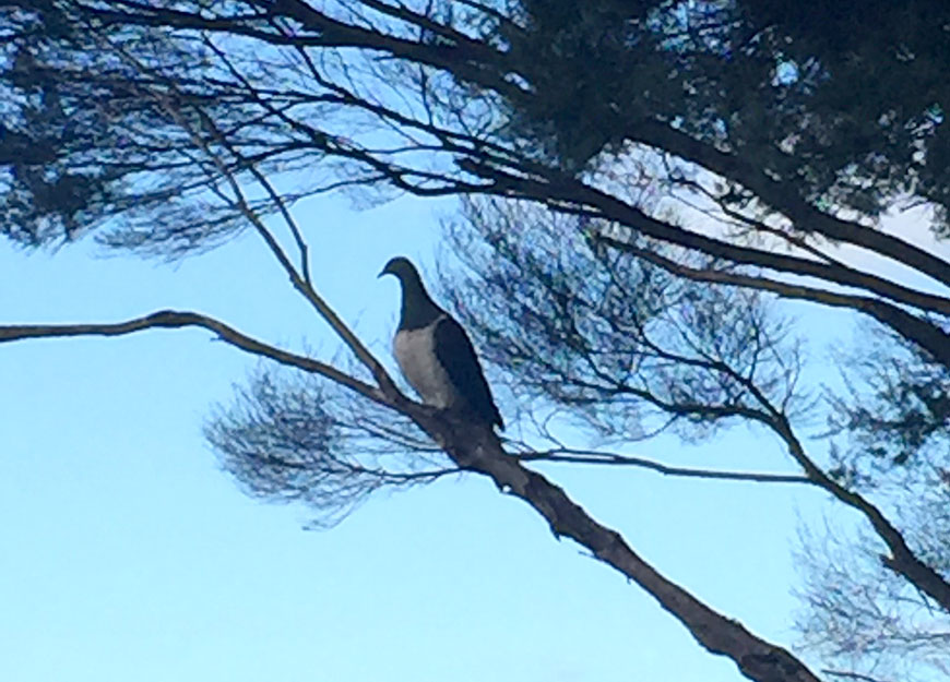 bay of islands accommodation